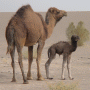 Camel mit Jungem