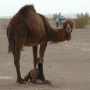 Camel