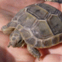 Schildkröte Caroline