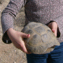 Schildkröte Pauline